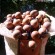 Crazy-Cocos